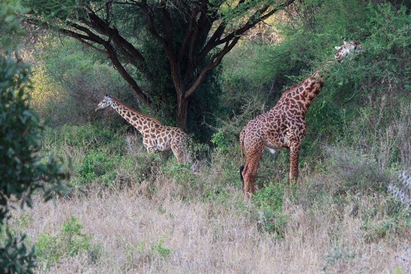 3 Days Tsavo East Panari Safari Package