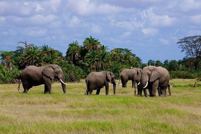 3 Days Tsavo West-Amboseli SGR Train Serena Safari Experience
