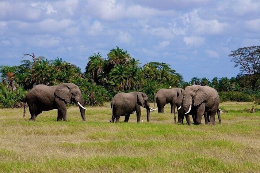 3 Days Tsavo West-Amboseli SGR Train Serena Safari Experience