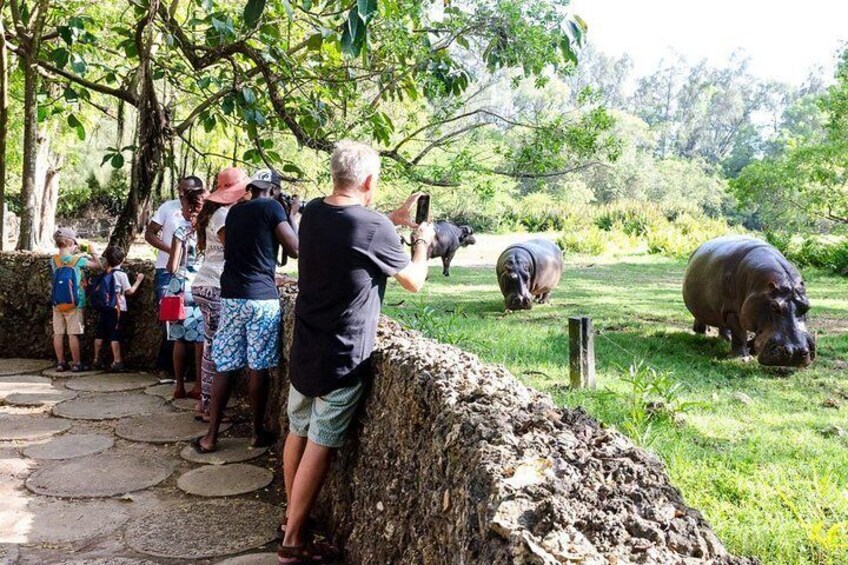 Wild Waters - Haller Park Day Excursion