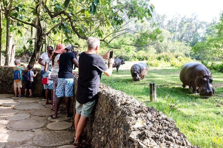 Wild Waters - Haller Park Day Excursion