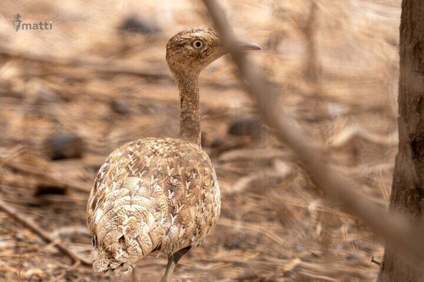 12 Days :Birding Tours in Senegal