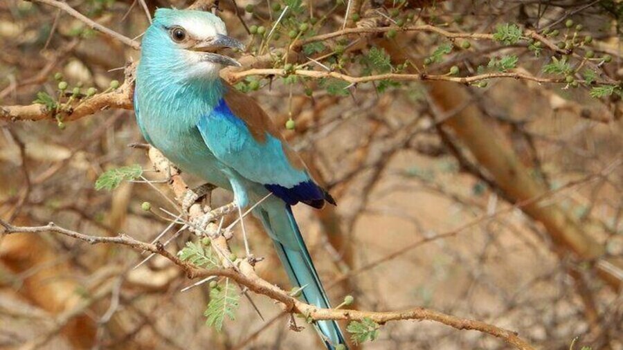 Abyssinian roller