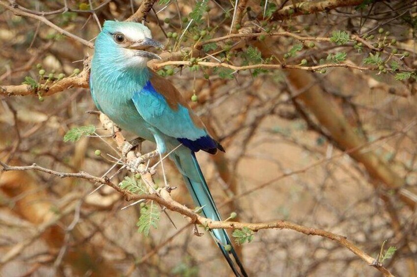 Abyssinian roller