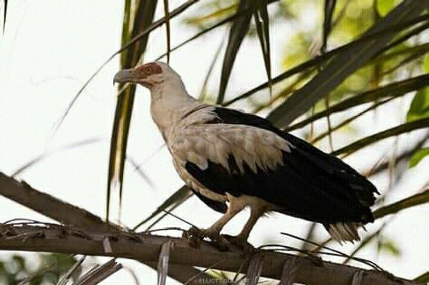 Palm nut vulture