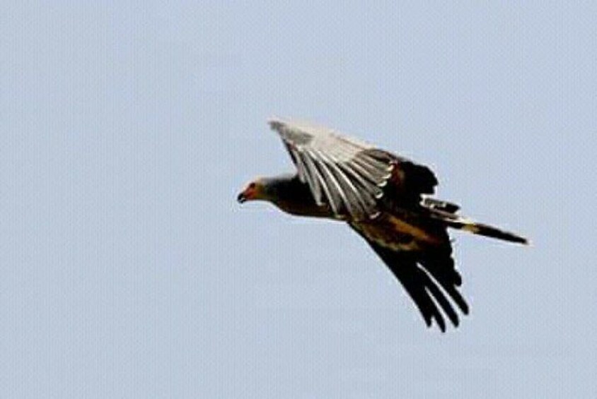 African harrier hawk