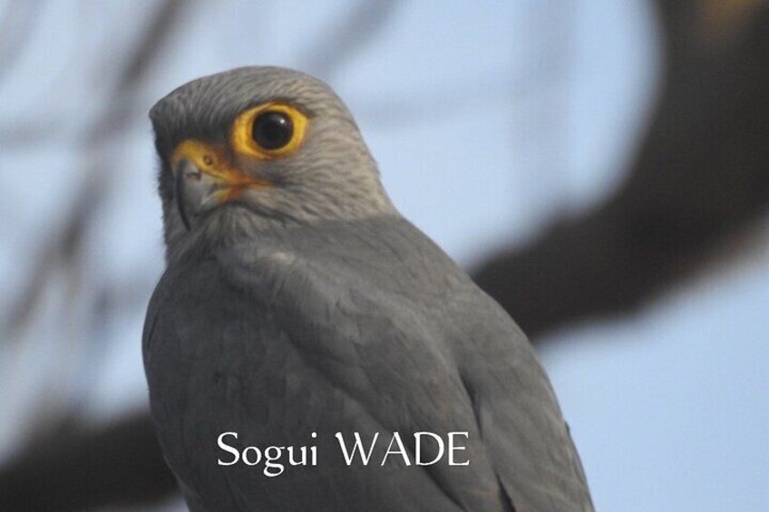 12 Days :Birding Tours in Senegal
