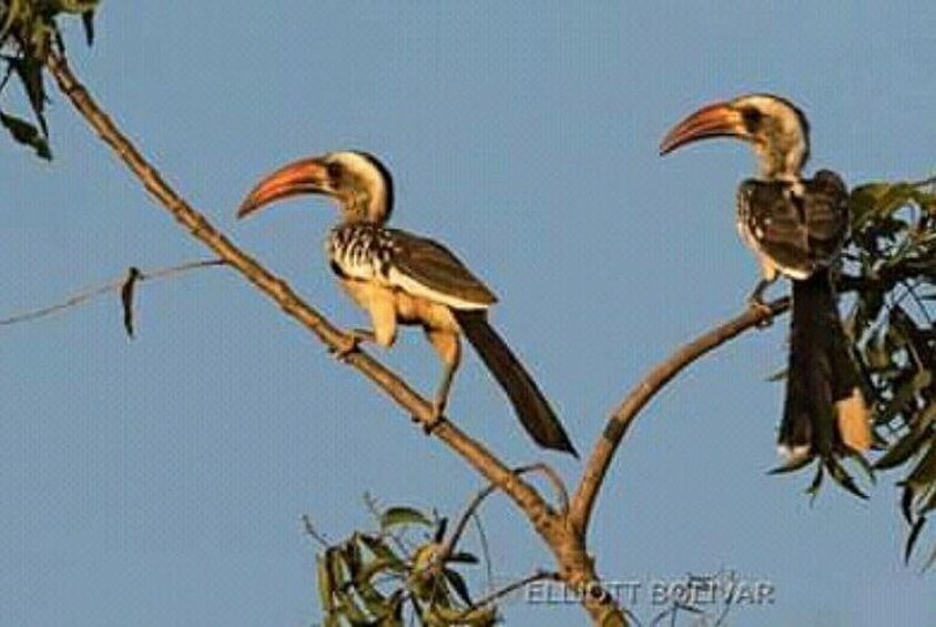 Red billed hornbill