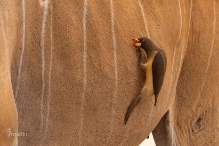 12 Days :Birding Tours in Senegal