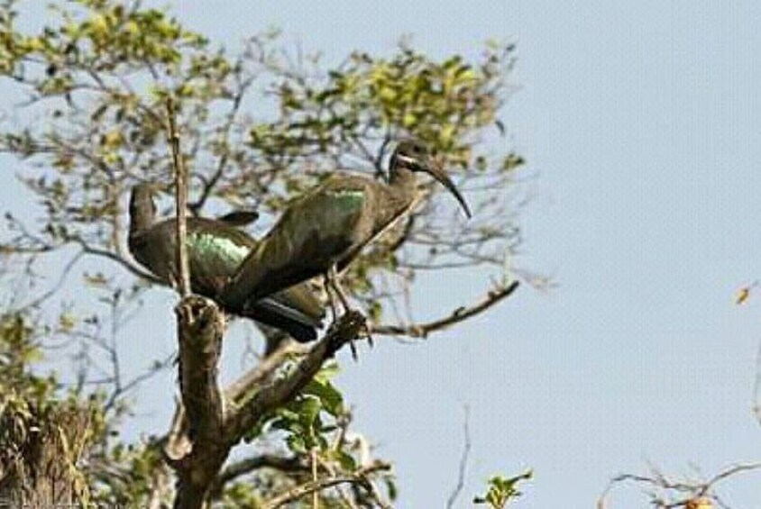 Glossy ibis