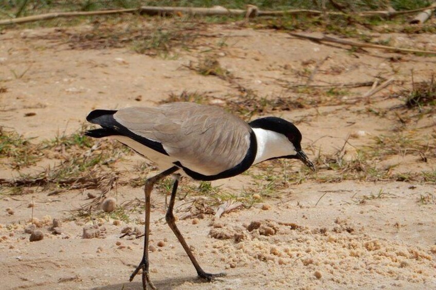 Spur winged lapwing