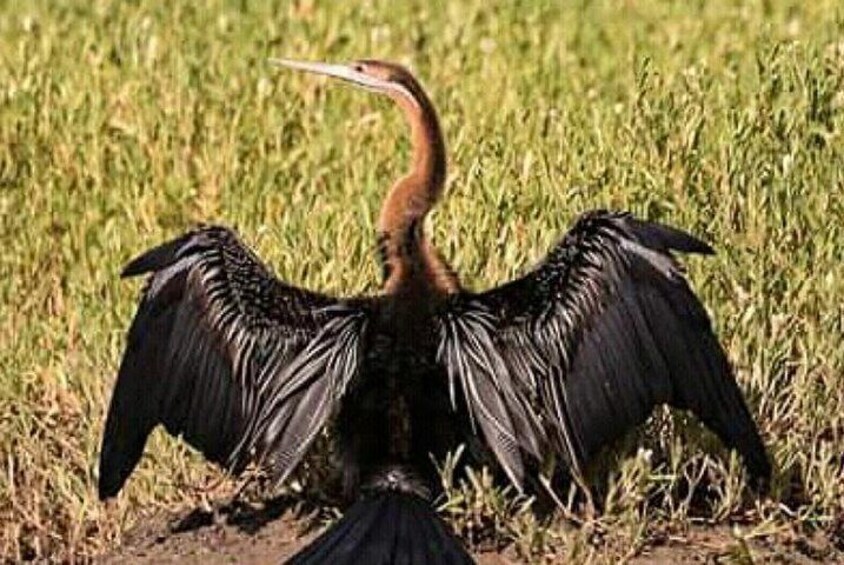 African darter