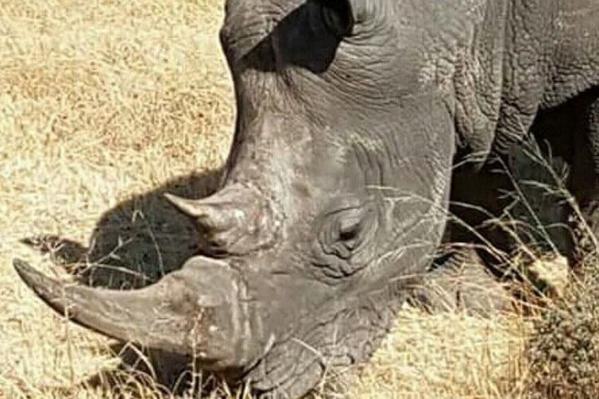 Rhino in Bandia