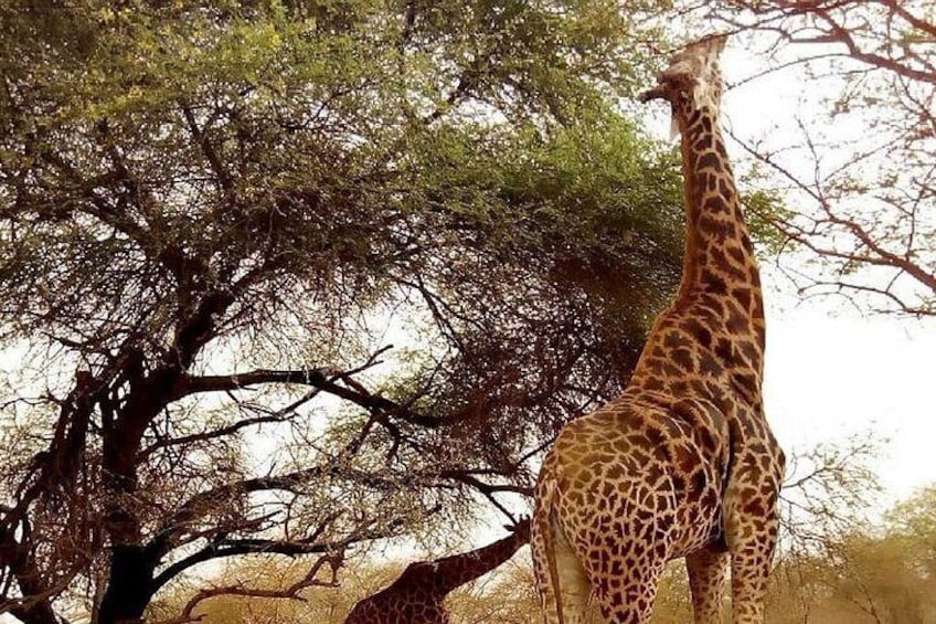  The giraffes