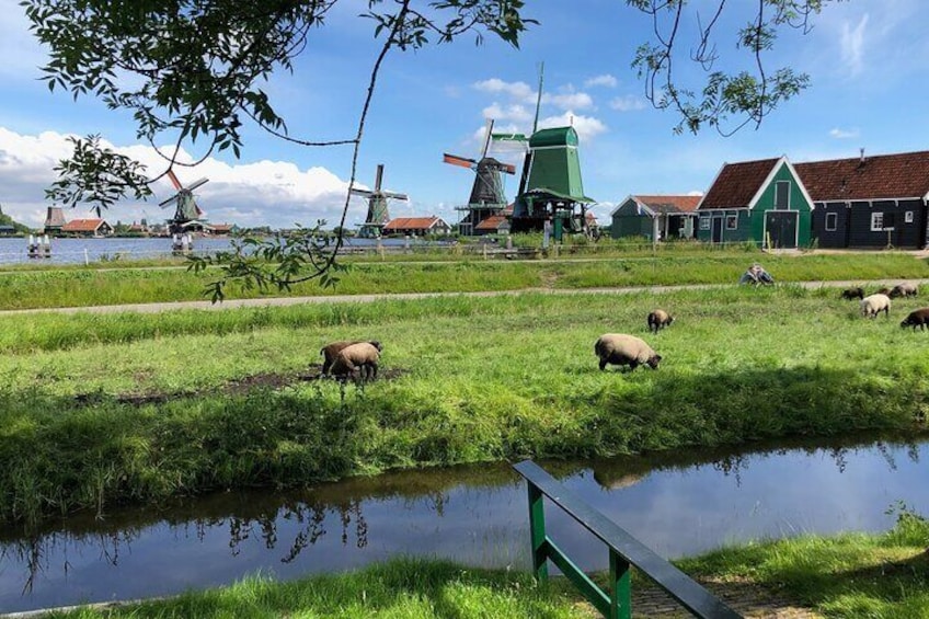 Zaanse Schans Windmills and Volendam Small-Group Tour from Amsterdam