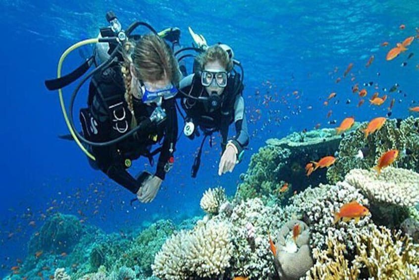 Try Scuba Diving In Havlock