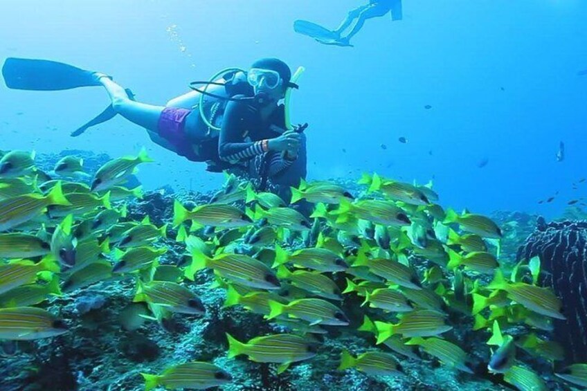 Try Scuba Diving In Havlock