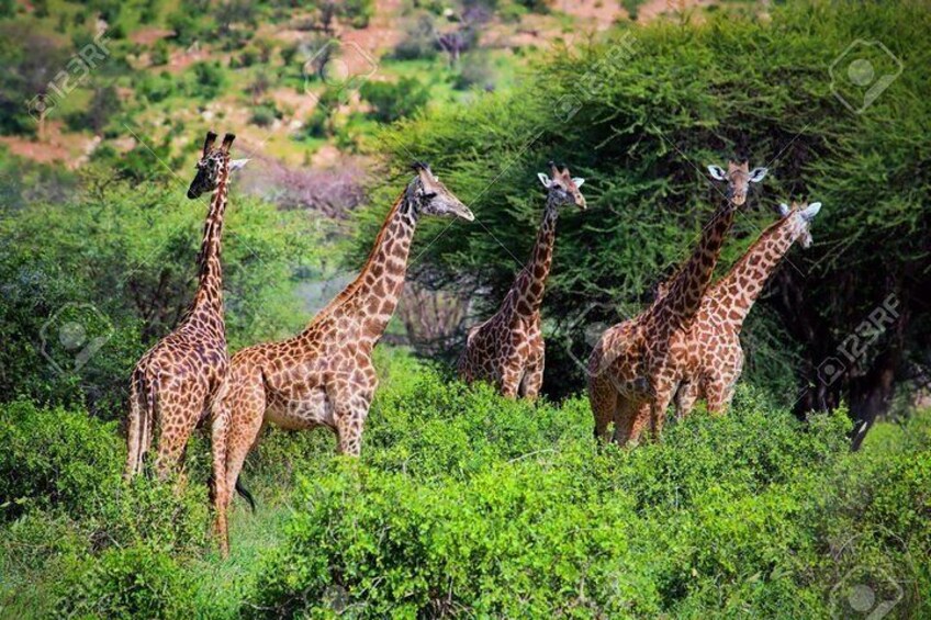 5 Day Tsavo [East & West] Amboseli & Taita Wildlife Park Safari Expedition