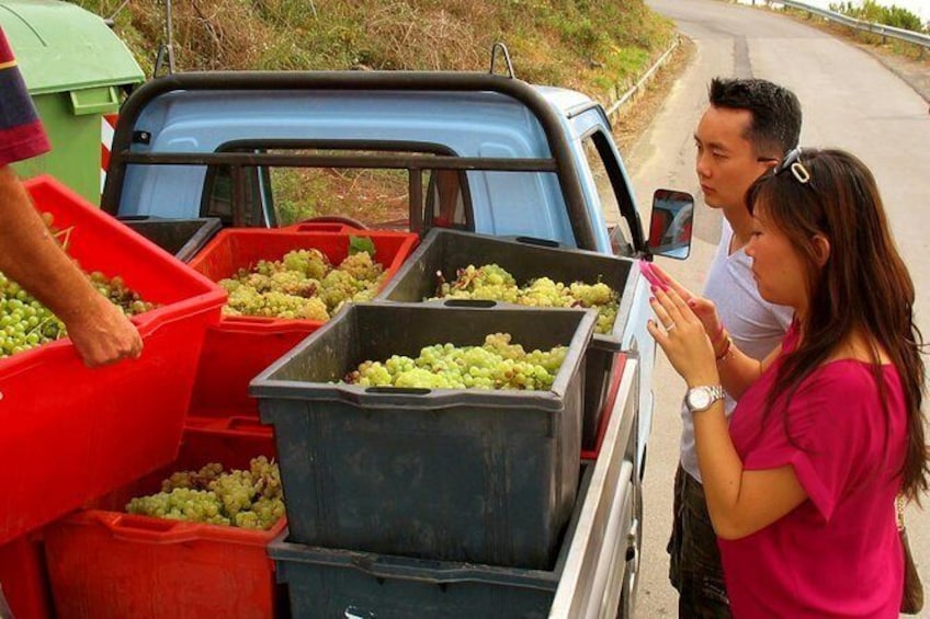 Show item 5 of 13. Harvest in Cinque Terre