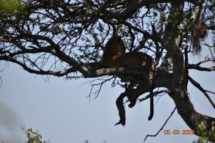 2 Days / 1 Night - Tsavo Explorer Safari