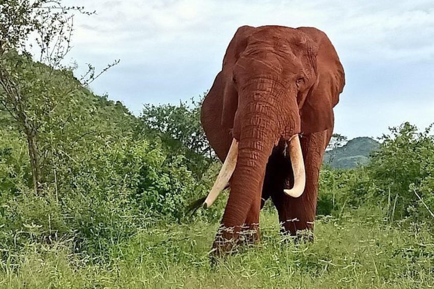 Lone male elephants, at Tsavo East National park