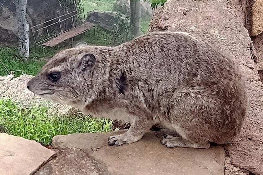 Rock Hyrax, species categorized on the same class as the elephant