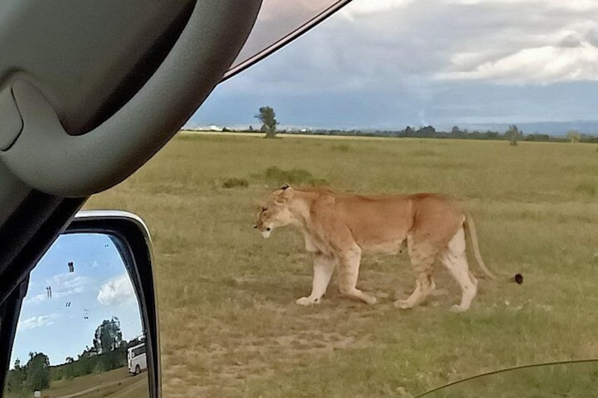 A great chance coming a cross a female lioness
