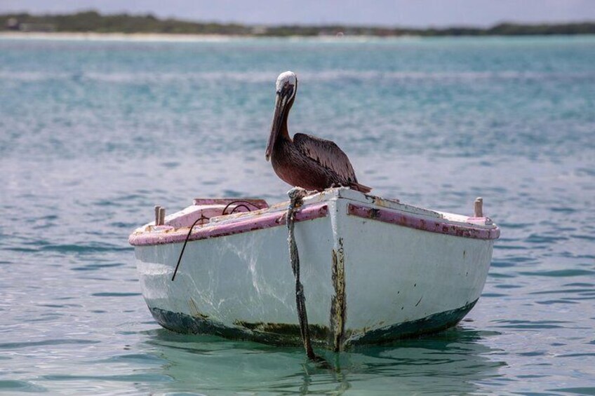 A pelican enjoying his rest