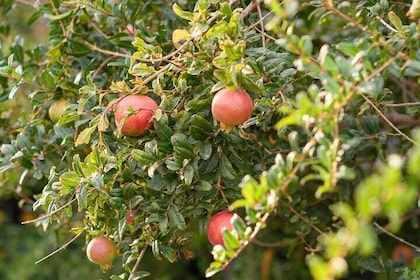 Tour privado de 5 horas por Santorini en Oia y almuerzo/cena en una granja ...