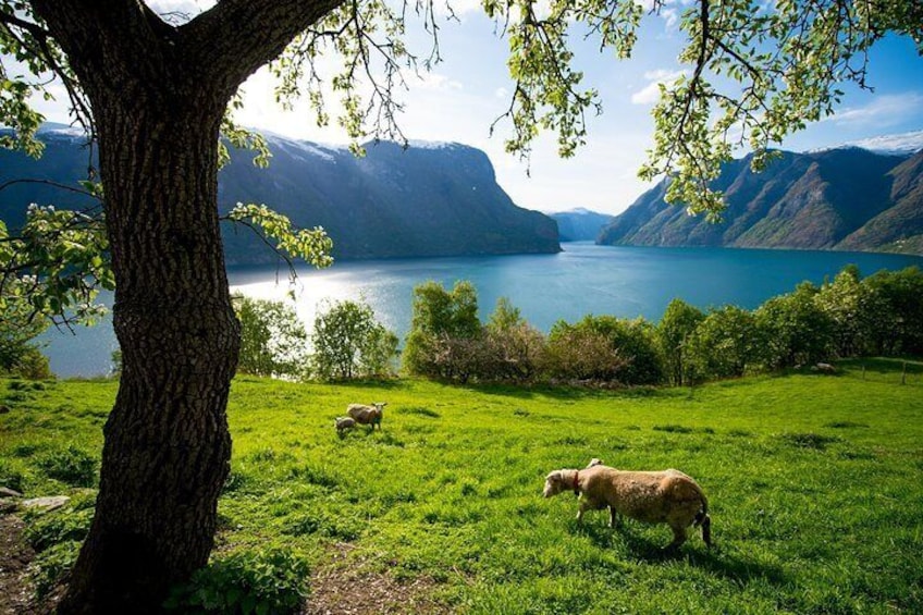 Private day tour Bergen To Oslo - incl Premium Fjord Cruise and Flåm Railway