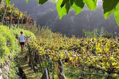 Full-Day Madeira Wine Tasting Tour with Lunch