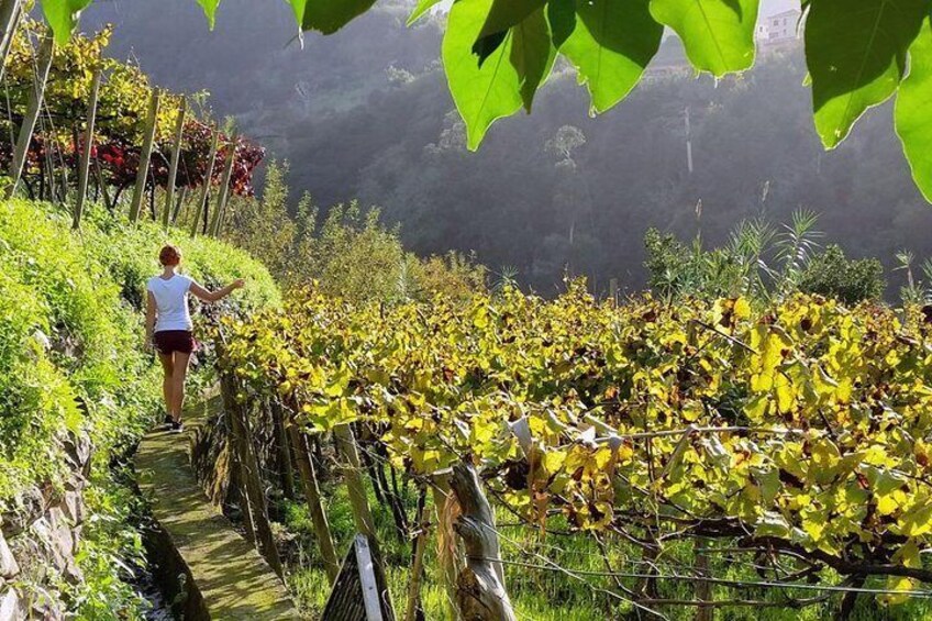 One Day Madeira Wine Tour - Vineyards and Cellars