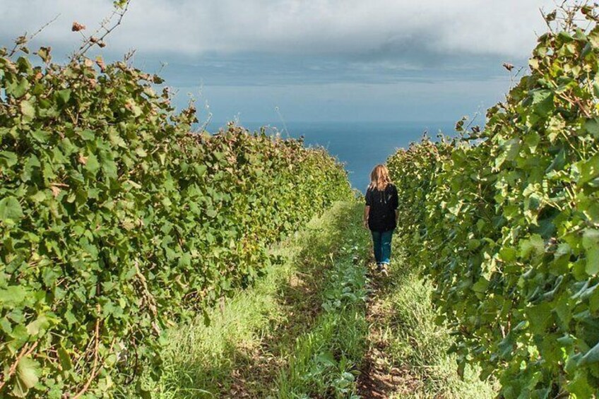 One Day Madeira Wine Tour - Vineyards and Cellars