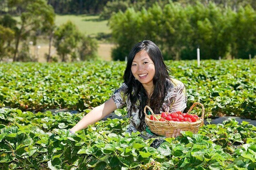 Strawberry Picking (Nov - Apr)