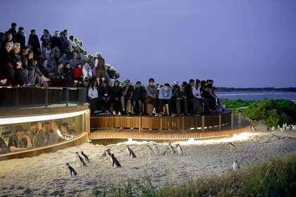 Phillip Island and French Island Wildlife Expedition