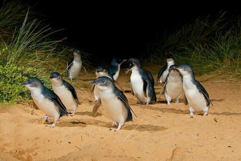 Little Penguins at the Penguin Parade