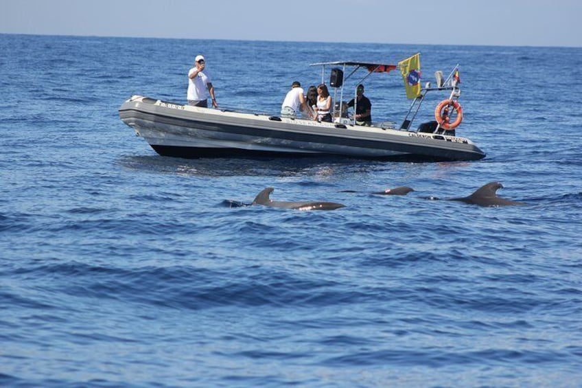 Whale Watching & Marine Science Tour