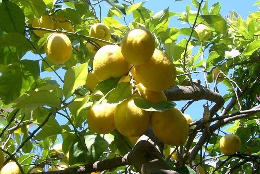 Sorrento Lemons