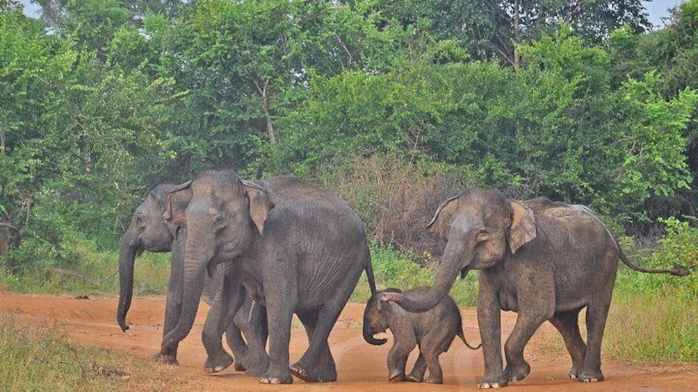 Udawalawe National Park
