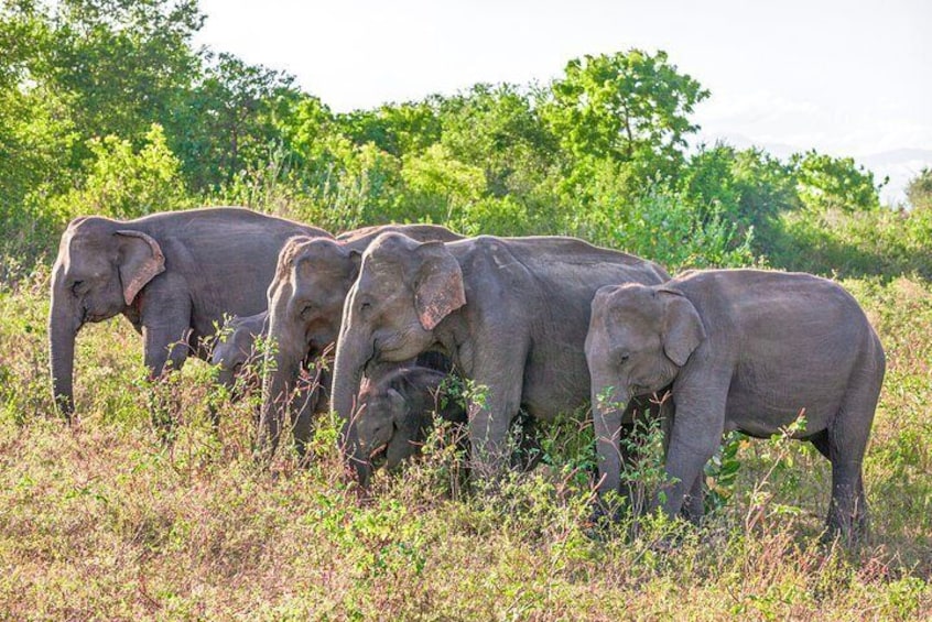 Udawalawe National Park Private Safari with Naturalist