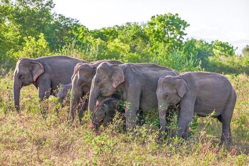 Udawalawe National Park Private Safari with Naturalist