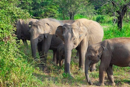 Hurulu Eco Park Private Safari from Sigiriya