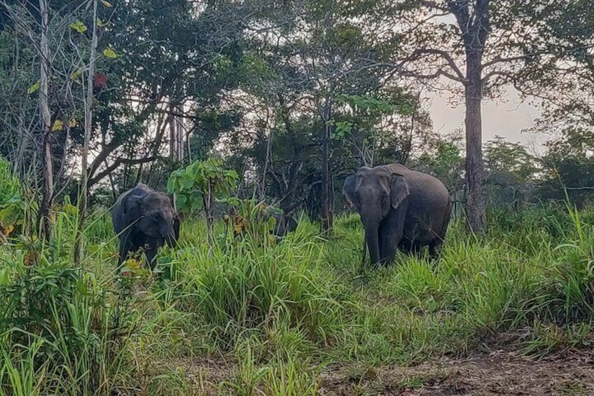 Hurulu Eco Park Private Safari from Sigiriya