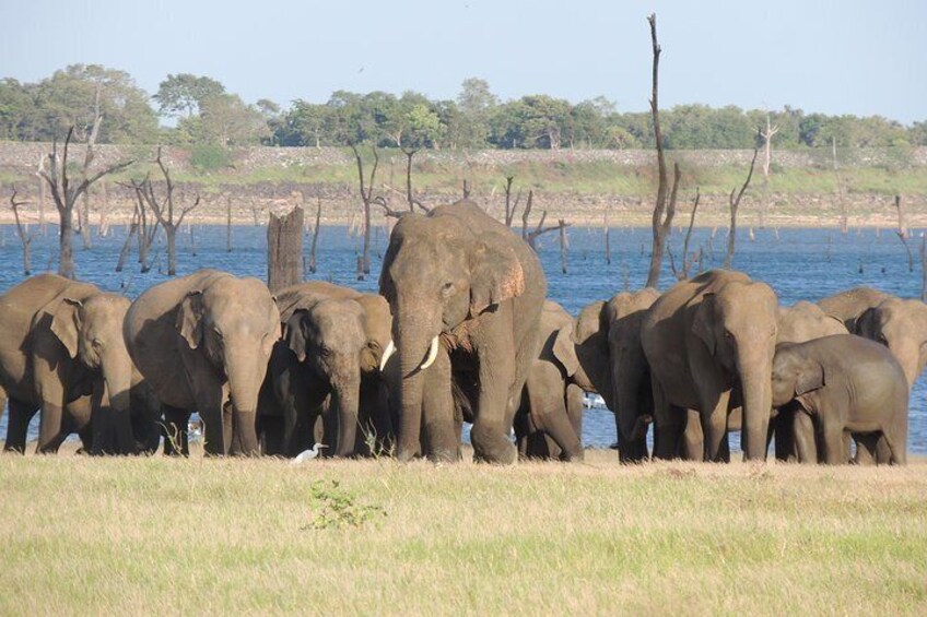 Kaudulla National Park