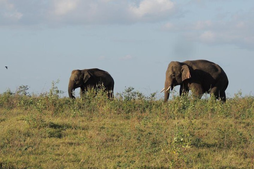 Kaudulla National Park