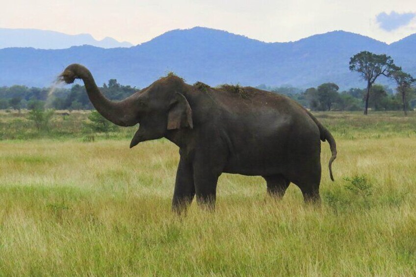 Wasgamuwa National Park Safari from Sigiriya