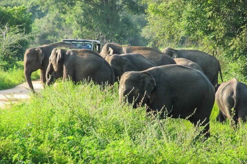 Wasgamuwa National Park Safari from Sigiriya