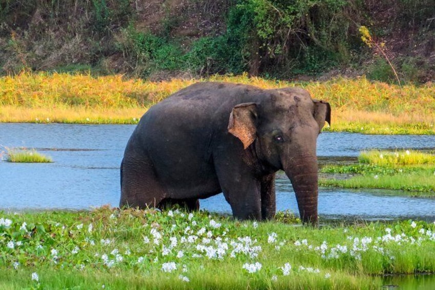 Wasgamuwa National Park Safari from Sigiriya