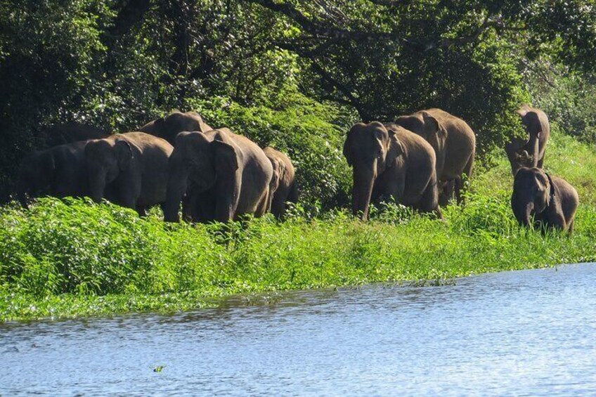 Wasgamuwa National Park Safari from Sigiriya