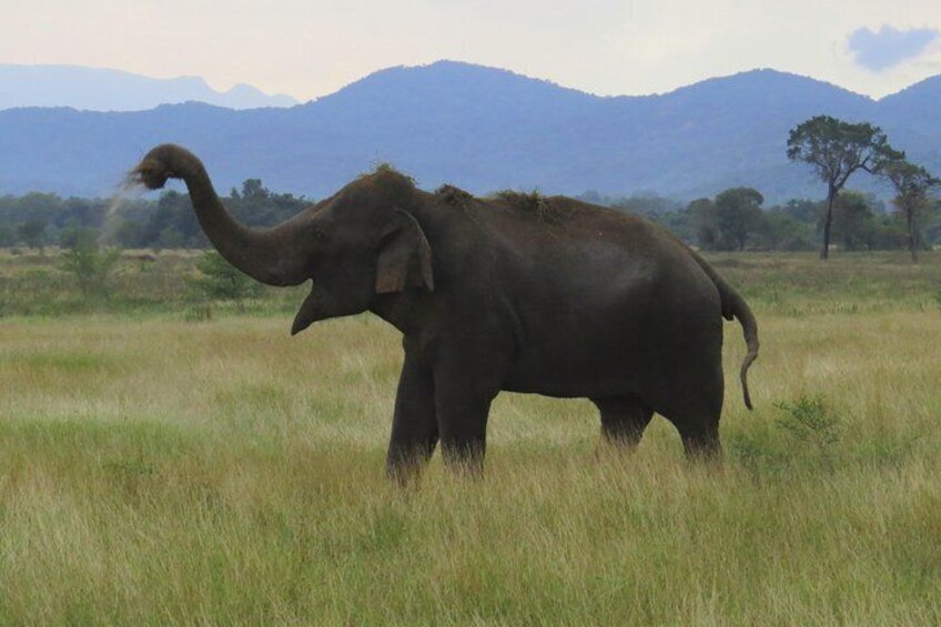 Wasgamuwa National Park